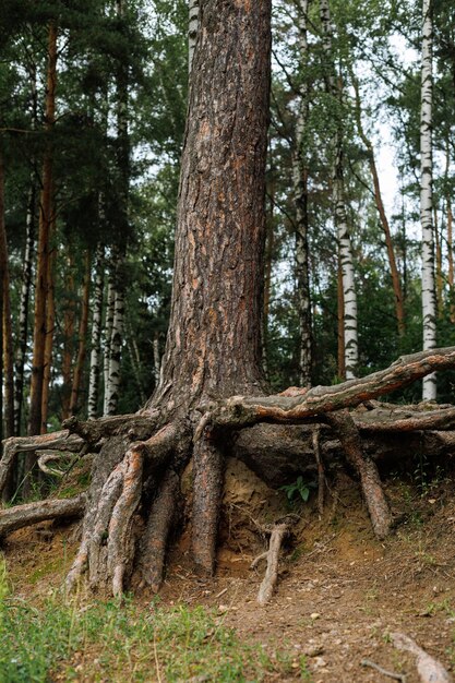 Foto zicht op bosdegradatie ontbossing