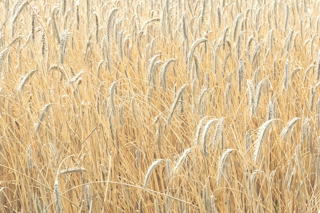 Zicht op de gerijpte aartjes van tarwe van gouden kleur die op het veld groeien. het concept van landbouw, natuur.