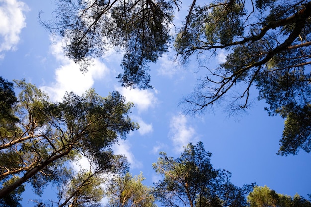 Zicht op de lentelucht door de bomen