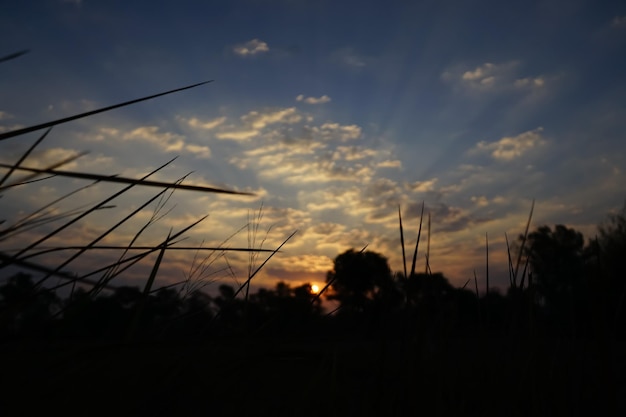 Foto zicht op de schaduw van het gras en de zon