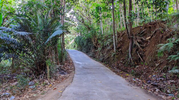 zicht op de weg door het Indonesische bos