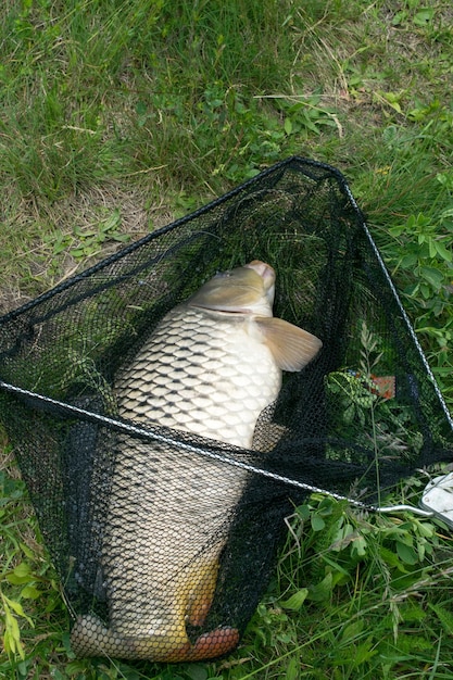 Zicht op een gevangen karper die in een schepnet op het gras ligt