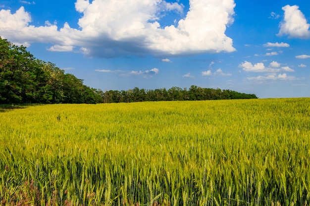 Zicht op een veld met groene tarwe