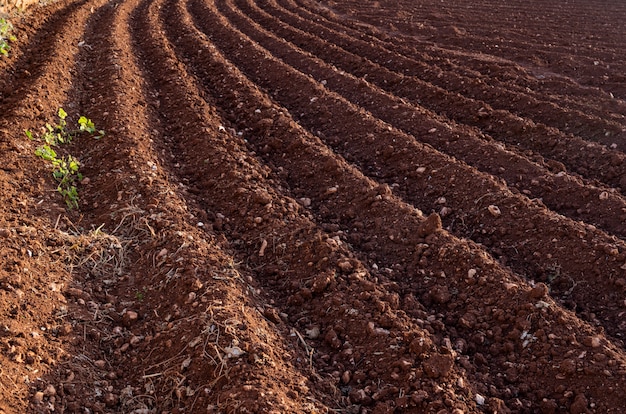 Zicht op het omgeploegde land. Voren van de ploeg. landbouw