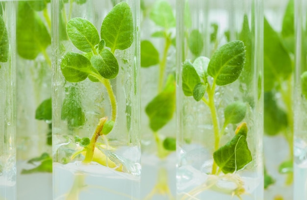 zicht op kleine aardappelplanten in laboratoriumbuizen