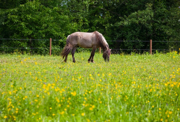 Zicht op Tarpan, wilde paarden