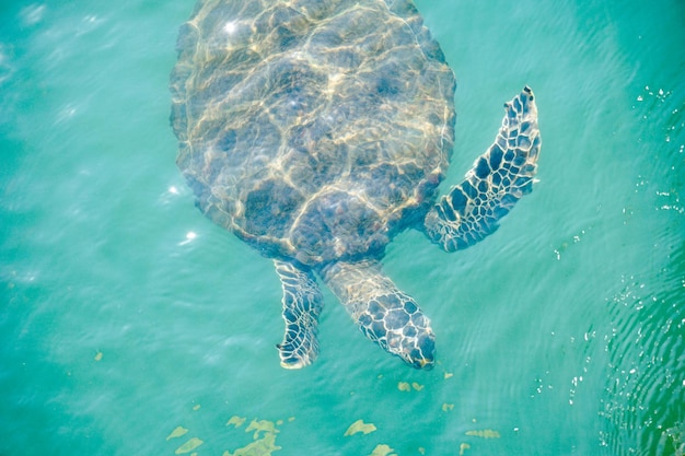 Zicht van een zeeschildpad die in turquoise water zwemt