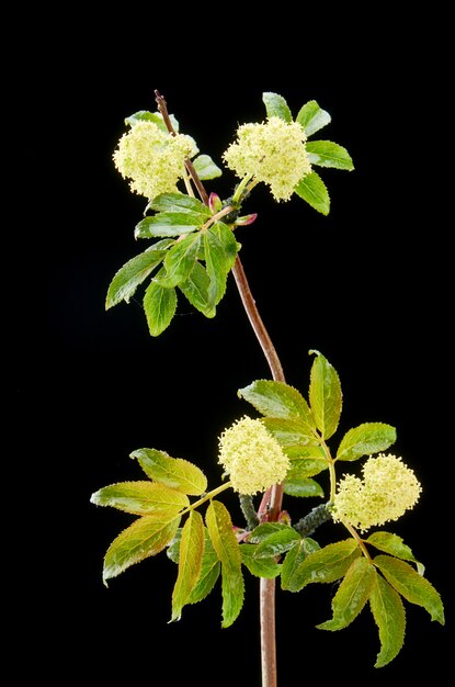 Zieke bloeiende plant rode vlierbes in het donker met druppels. De plant is bedekt met bladluizen.