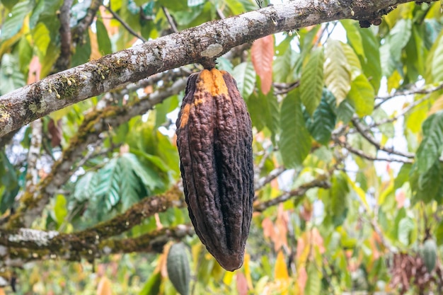 zieke cacao, cacaoheks, cacaoziekte op Braziliaanse boerderij