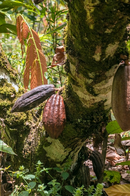 zieke cacao, cacaoheks, cacaoziekte op Braziliaanse boerderij