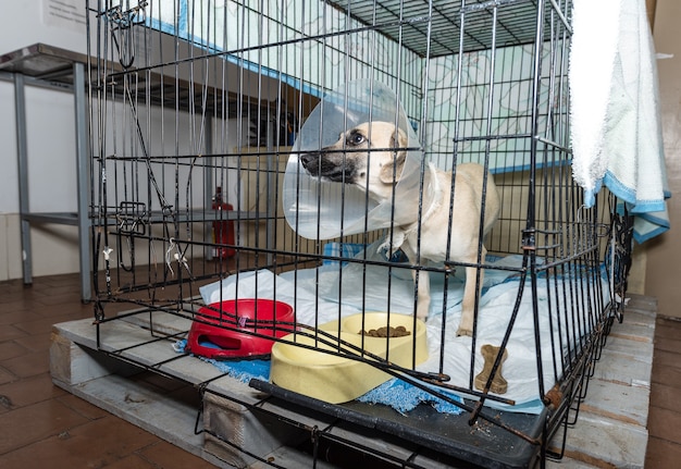 Foto zieke hond in een hospita in een kooi in een dierenkliniek