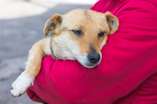 Zieke hond is in handen van de vrouw