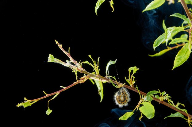 Zieke lente plant met druppels. Pruimtak met ongedierte. Op een tak met pruimenrups en spint.