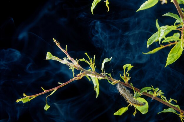 Zieke lente plant op een donkere met druppels. Pruimtak met ongedierte. Op een tak met pruimenrups en spint.