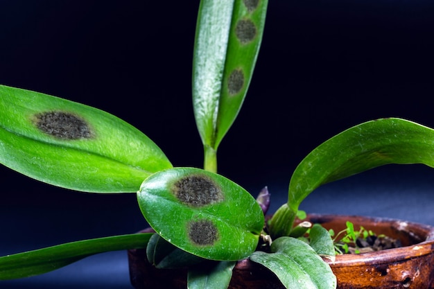 Zieke orchideebladeren met schimmelvlekken, zieke plant