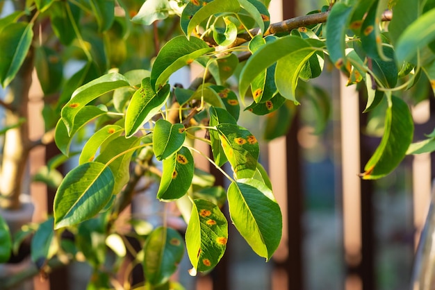 Zieke peer fruitboom groene bladeren met een schimmel in de tuin tegen de achtergrond van een hek