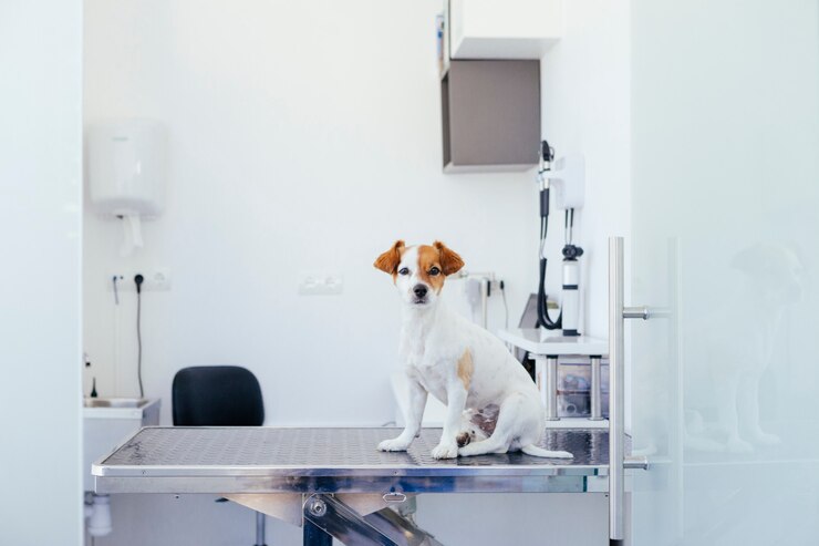 Zieke puppy op het punt om een revisie in het ziekenhuis