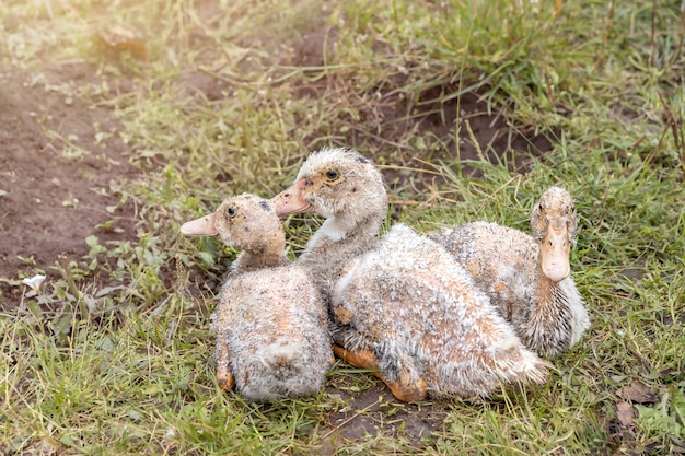 Zieke tamme eenden grazen op het gras op een boerderij