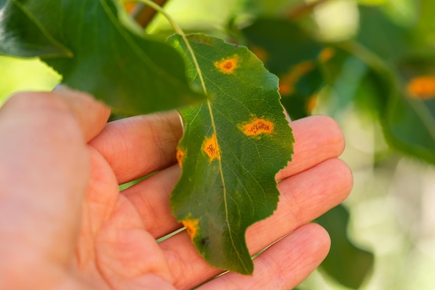 Ziekte op een perenboombladeren in oranje vlekken in de hand selectieve focus