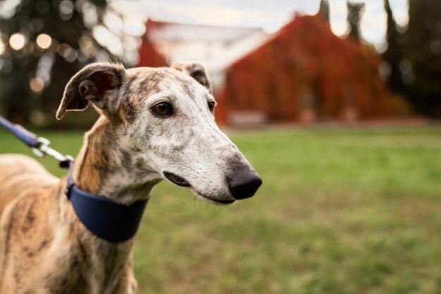 Zijaanzicht schattige hond met riem