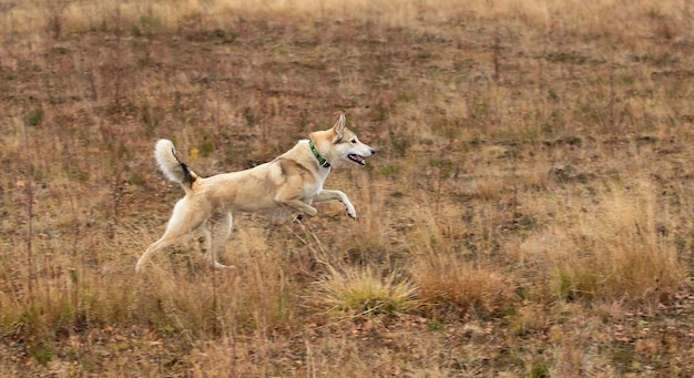 Zijaanzicht van een actieve gemengd rashond die snel loopt in het herfstbladloze bos met droog gras