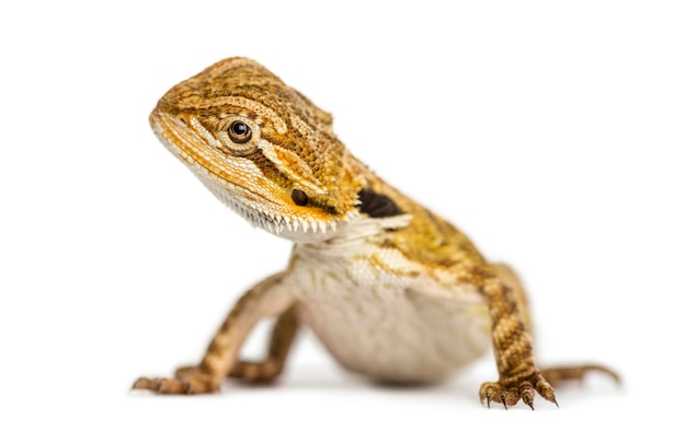 Zijaanzicht van een baardagaam Pogona vitticeps geïsoleerd op wit