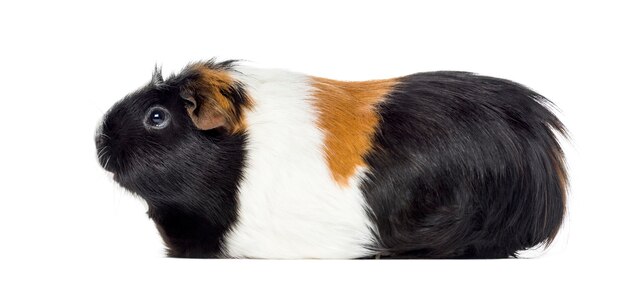 Zijaanzicht van een cavia, Cavia porcellus, geïsoleerd op wit