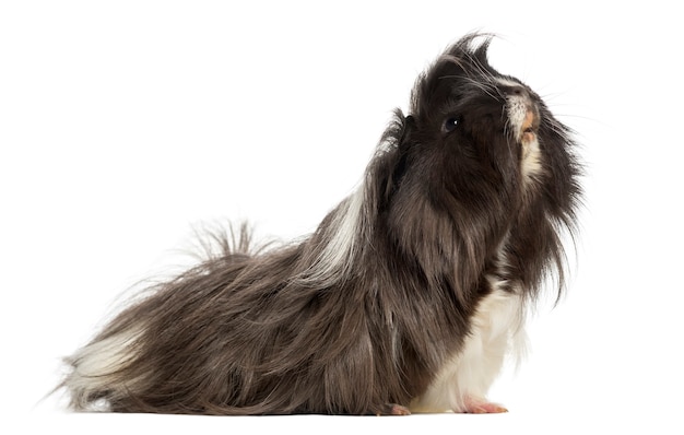 Zijaanzicht van een cavia - Cavia porcellus, geïsoleerd op wit