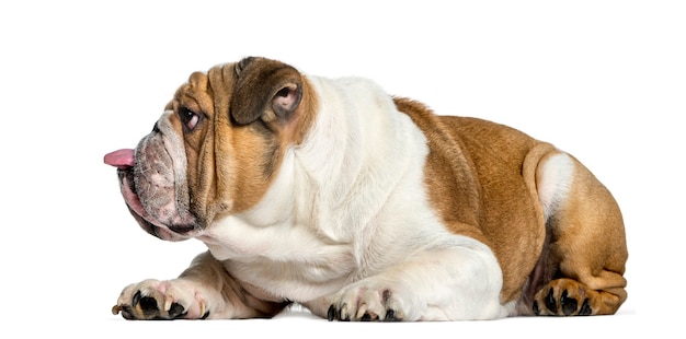 Zijaanzicht van een Engelse Bulldog, hond die de tong uitsteekt, geïsoleerd op wit