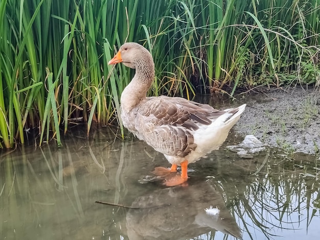 Zijaanzicht van een grote keelhuid Toulouse gans die naar een vijver loopt.