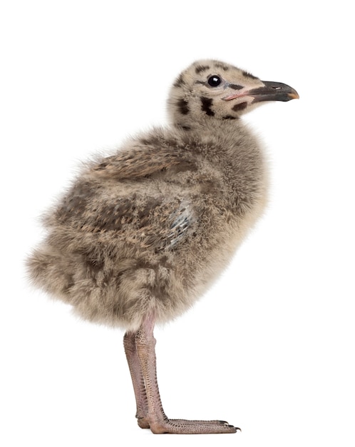 Zijaanzicht van een kuiken van de Zilvermeeuw, Larus argentatus, 1 maand oud tegen een witte ondergrond