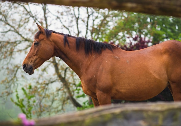 Zijaanzicht van een paard dat in een weiland staat