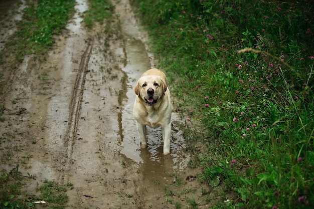 Zijaanzicht van een schattige hond die staart zwaait terwijl hij in een plas staat op een vuile weg op een zomerdag in de natuur