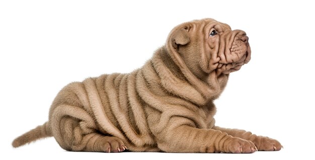 Zijaanzicht van een Shar Pei-puppy liggen kijkend omhoog geïsoleerd op wit