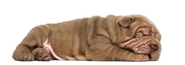 Zijaanzicht van een Shar Pei puppy liggend slapen geïsoleerd op wit