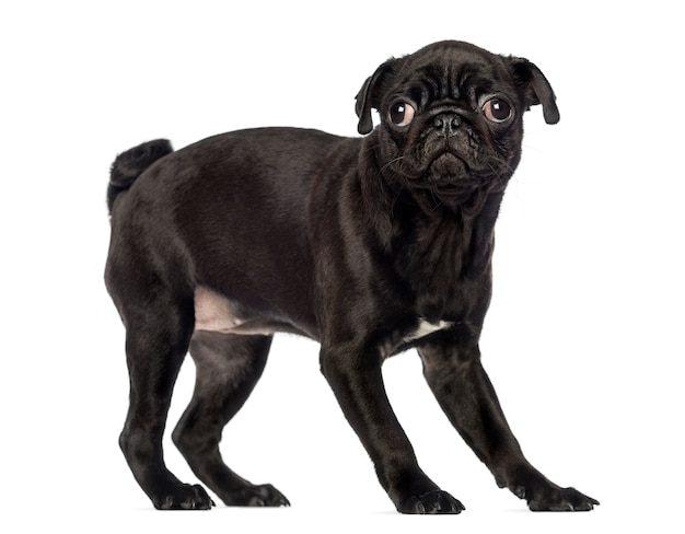 Zijaanzicht van een staande Pug puppy geïsoleerd op wit