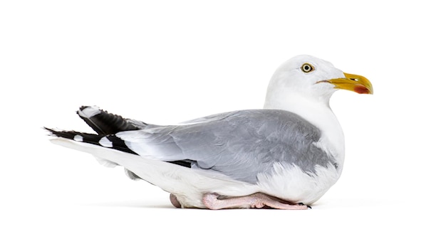 Zijaanzicht van een volwassen Europese Zilvermeeuw Larus argentatus