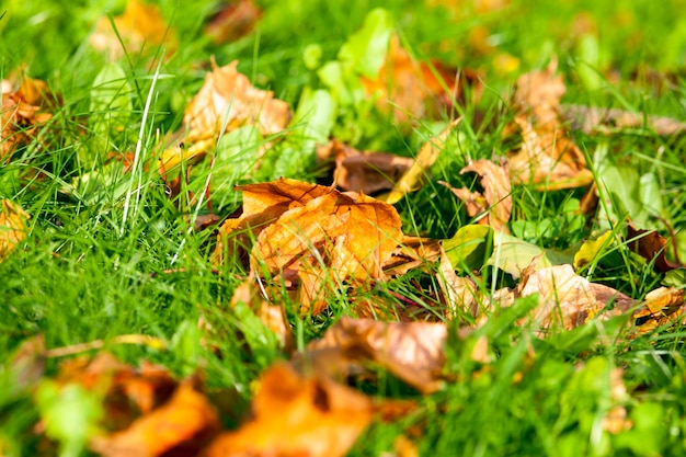 Zijaanzicht van groen gras en gevallen herfstbladeren