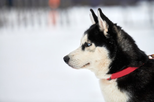 Zijaanzicht van husky sledehond