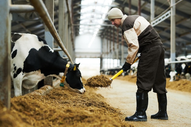 Zijaanzicht van jonge mannelijke landbouwer die met werkinstrument over voer buigt