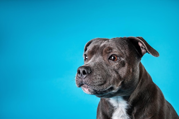 Zijaanzicht van kalme rasechte american staffordshire terriër in studio op blauwe achtergrond wegkijkend