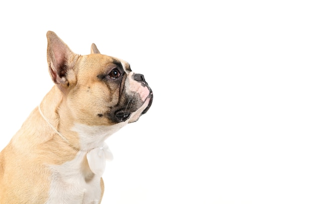 Zijaanzicht van schattige Franse bulldog dragen witte bowtie geïsoleerd op een witte achtergrond