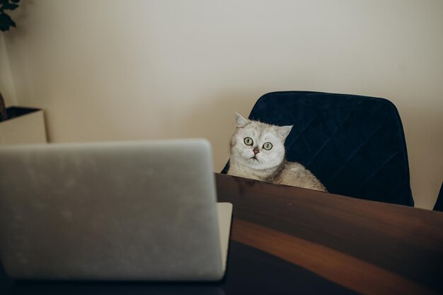 Zijaanzicht van Schotse rechte kat met laptop op bank