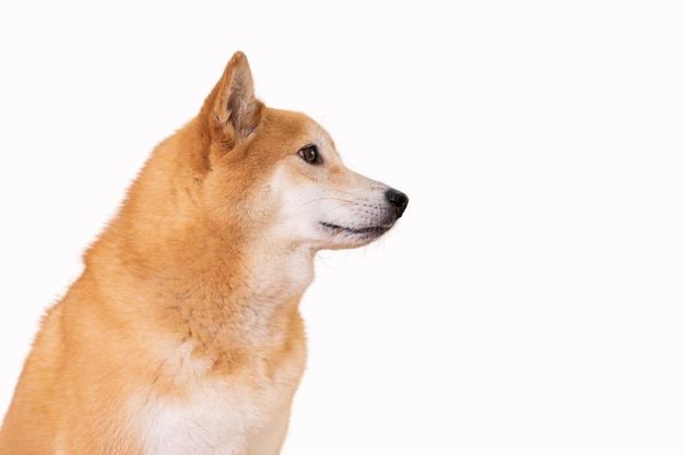 Zijaanzicht van Shiba-hond op een witte achtergrond