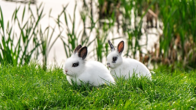 Zijaanzicht van twee twee konijnen die op het gras zitten