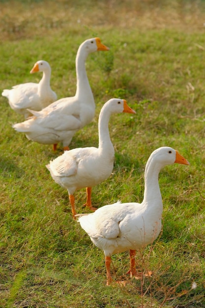 Foto zijaanzicht van witte gans die zich op groen gras bevindt