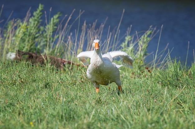 Zijaanzicht van witte gans die zich op groen gras bevindtx9