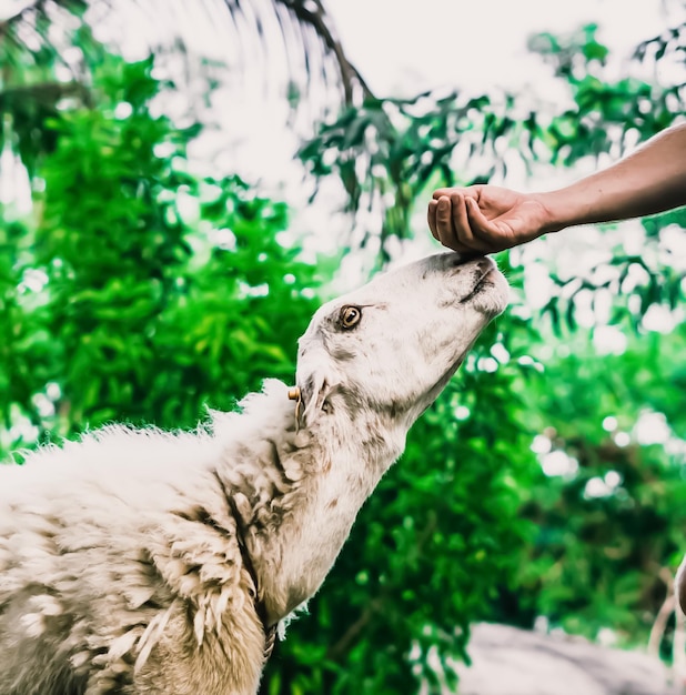 Zijaanzicht wit schaap lam met oranje boerderijlabel in oor reikt tot aanraking met zijn neus tot man hand op zoek naar streling en liefde groene natuur achtergrond dierverzorging landbouw contact dierentuin concept