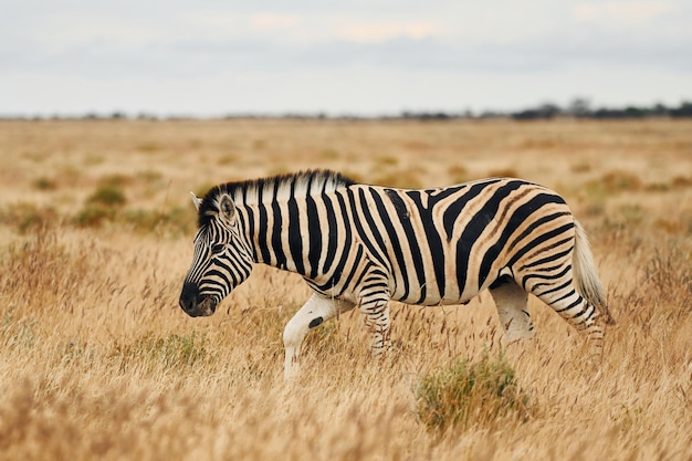 Zijaanzicht Zebra in het wild overdag