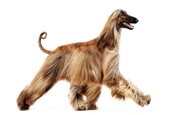 Zijdebeeld van een Afghaanse hond die op een witte achtergrond loopt